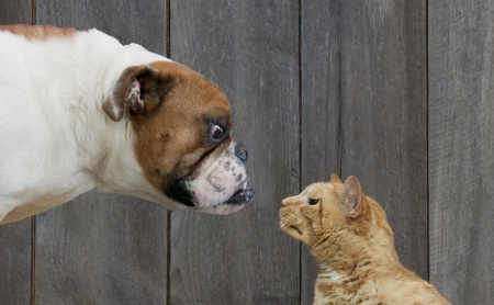 Preview of a dog vs cat image classification app
